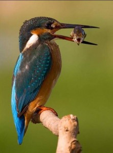 Oiseau avec un poisson dans le bec.